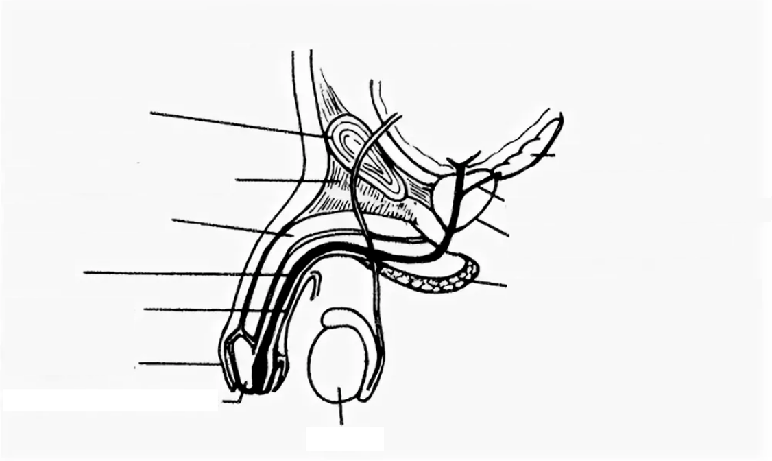 estrutura do pene